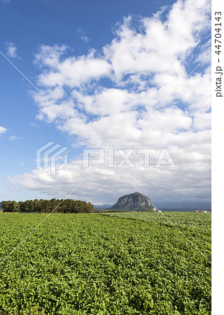 済州島 畑 風景 44704143
