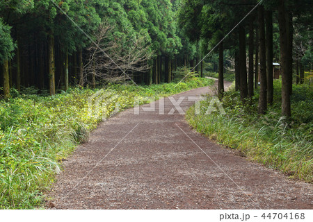 森 森の道 晴れ 44704168