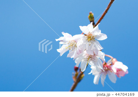 桜と青空 44704169