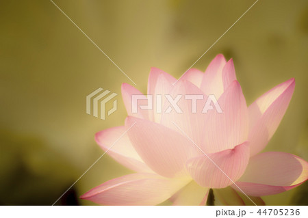 ハスの花　蓮　蓮の花　桃色 44705236