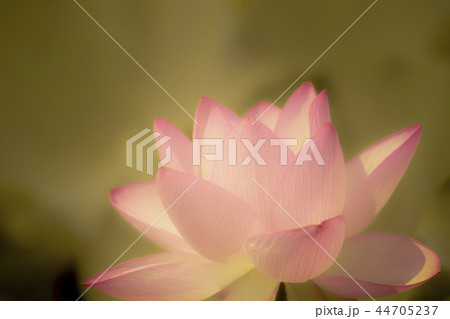 ハスの花　蓮　蓮の花　桃色 44705237