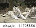 虎 動物園 動物 44705350