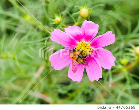 トラマルハナバチとコスモス トラマルハナバチとコスモス 44705369