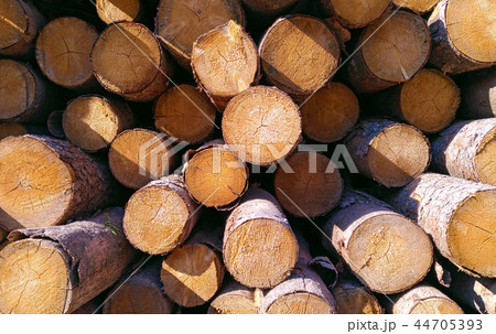 Woods texture 44705393