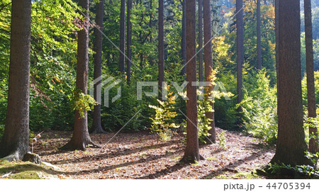 Forest background 44705394