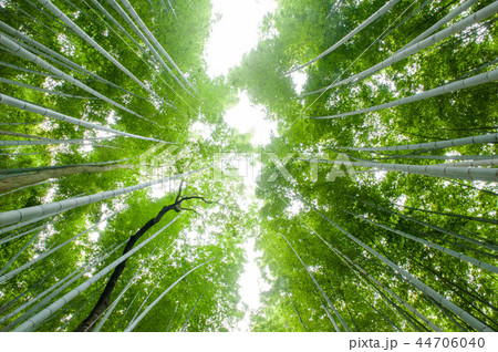 嵯峨野竹林,京都嵐山,日本 嵯峨野竹林,京都嵐山,日本 44706040