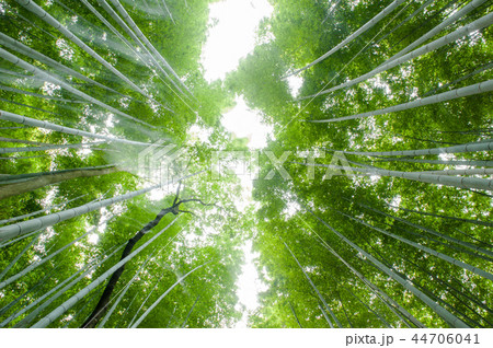 嵯峨野竹林,京都嵐山,日本 嵯峨野竹林,京都嵐山,日本 44706041