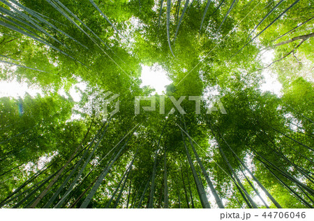 嵯峨野竹林,京都嵐山,日本 44706046