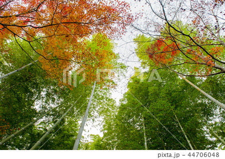 嵯峨野竹林,京都嵐山,日本 44706048