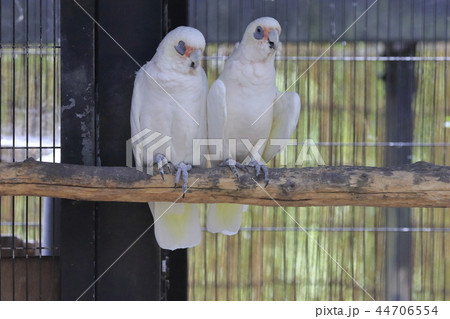 オーストラリアの鳥達 アカビタイムジオウム の写真素材