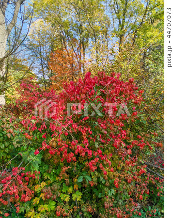 Autumn landscape, foliage, yellow, red, green 44707073