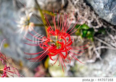 蓮花寺の彼岸花 明日香村 44707168