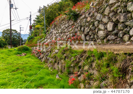 蓮花寺の彼岸花 明日香村 44707170