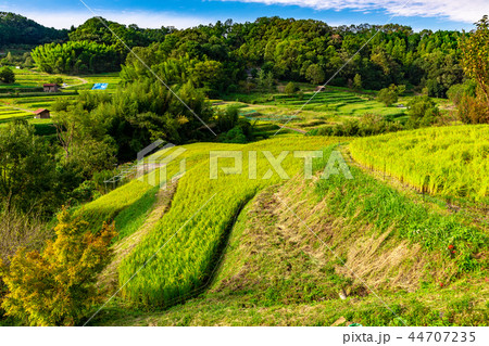 明日香村の田園風景 明日香村の田園風景 44707235