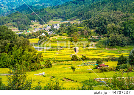 明日香村 稲淵地区の棚田  明日香村 稲淵地区の棚田  44707237