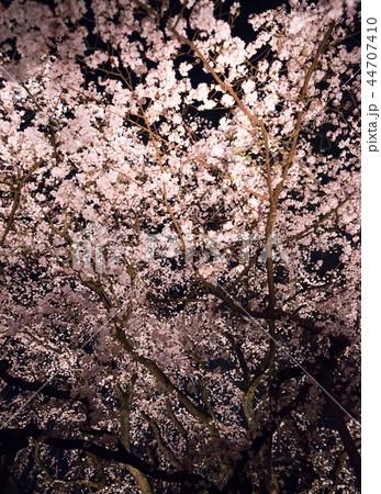 六義園 しだれ桜 ライトアップ （東京都文京区） 2018年3月 44707410