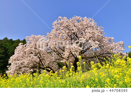 納戸料の百年桜 44708395