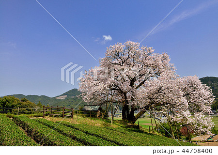 納戸料の百年桜の写真素材