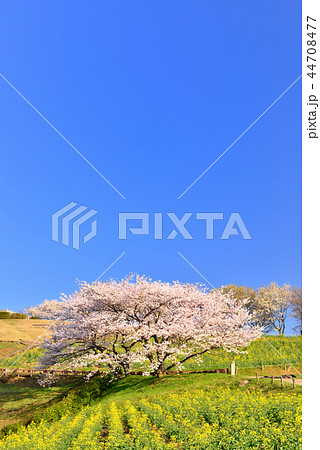 白木峰高原の桜 44708477