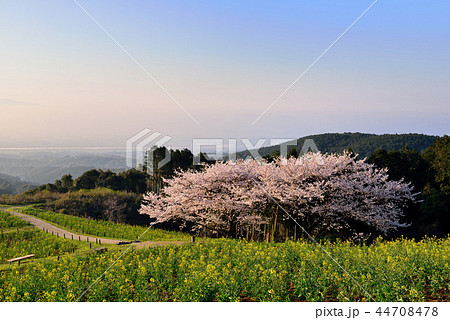 白木峰高原の桜 白木峰高原の桜 44708478