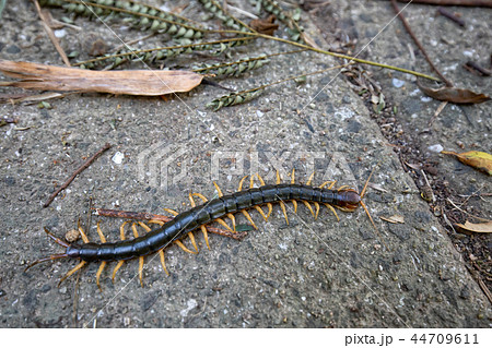 ムカデ ムカデ 44709611