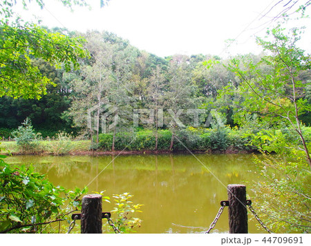 千葉青葉の森公園の初秋 44709691