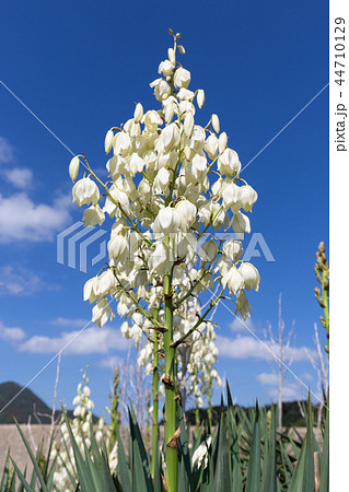 アツバキミガヨラン アツバキミガヨラン 44710129