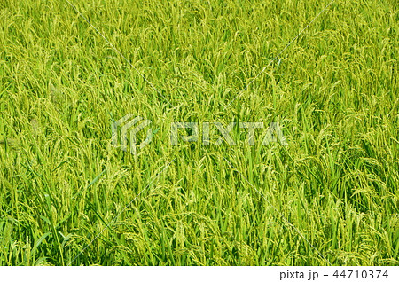 瑞穂の国（佐渡島／新潟県） 44710374