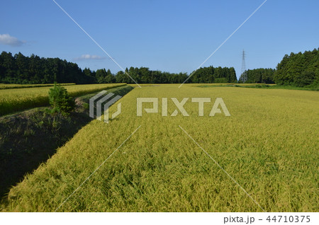 黄金色の田んぼ(佐渡島/新潟県) 黄金色の田んぼ(佐渡島/新潟県) 44710375