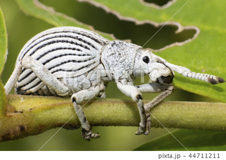 Black and white beetle on tree twig Black and white beetle on tree twig 44711211