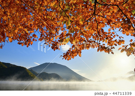 奥日光中禅寺湖千手ヶ浜 霧立つ湖面と男体山に紅葉の木 奥日光中禅寺湖千手ヶ浜 霧立つ湖面と男体山に紅葉の木 44711339