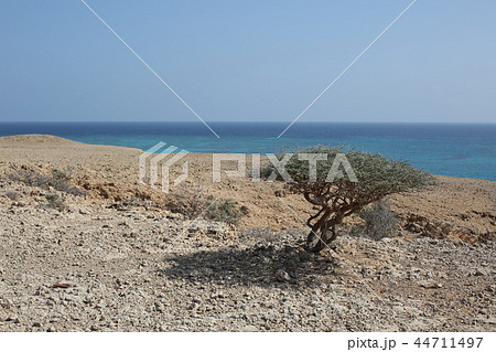 オボックの海岸近くに生える低木 44711497