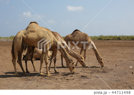 オボックの海岸線で草を食すラクダの集団 44711498