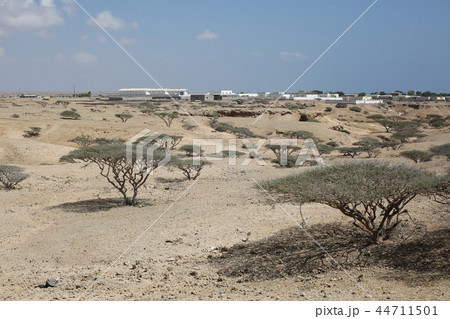 オボックの荒野に点在する低木 44711501