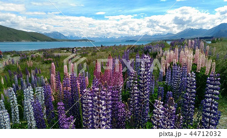 テカポ テカポ 44712032