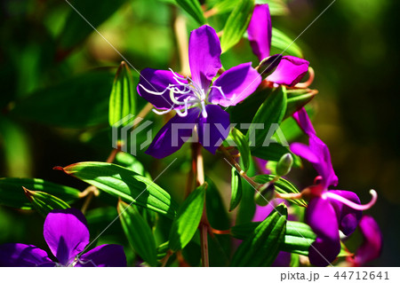 朝日を浴びて咲く、ノボタンの花 朝日を浴びて咲く、ノボタンの花 44712641