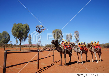 ラクダ家族 ラクダ家族 44713020