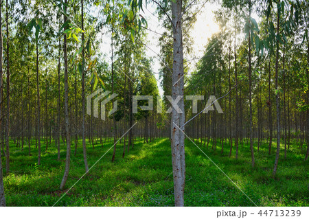 Eucalyptus forest planted in long rows. 44713239