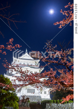 千葉城 夜桜ライトアップと月 （千葉県千葉市中央区） 44713309