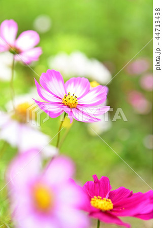 コスモス コスモス 44713438