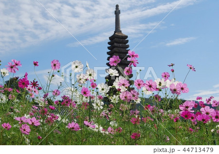 般若寺の十三重石塔とコスモス 般若寺の十三重石塔とコスモス 44713479