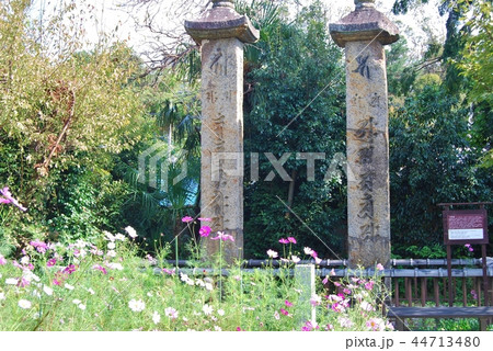 般若寺の笠塔婆とコスモスの花 44713480