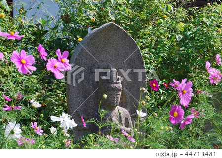 般若寺の石仏とコスモスの花 44713481