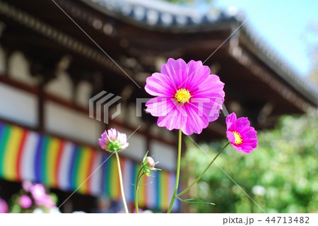 般若寺の本堂とコスモス 般若寺の本堂とコスモス 44713482