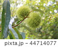 栗 44714077