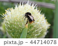 はち 44714078