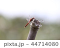 赤とんぼ 44714080