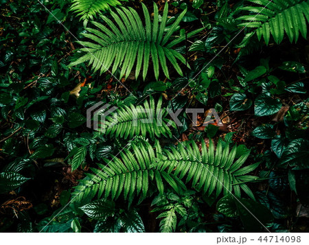 fern in rainforest 44714098