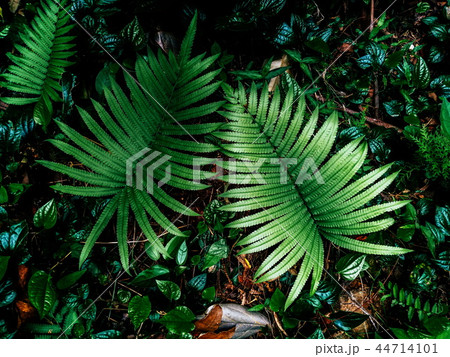 fern in rainforest fern in rainforest 44714101