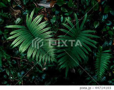 fern in rainforest 44714103